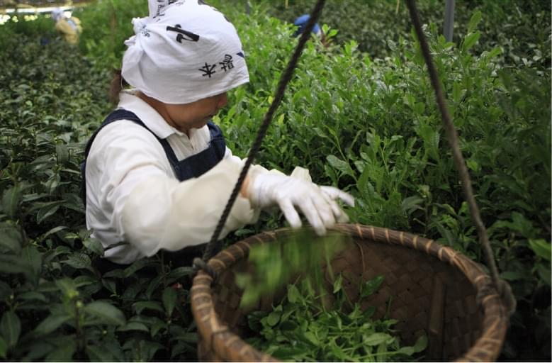 茶の菓